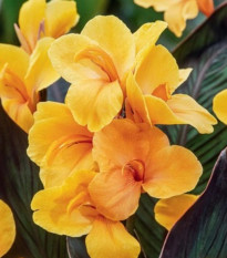 Dosna Louis Cottin - Canna - hlízy dosny - 1 ks