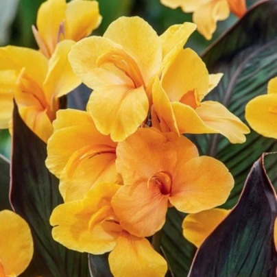 Dosna Louis Cottin - Canna - hlízy dosny - 1 ks