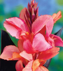 Dosna Champion - Canna - hlízy dosny - 1 ks