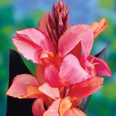 Dosna Champion - Canna - hlízy dosny - 1 ks