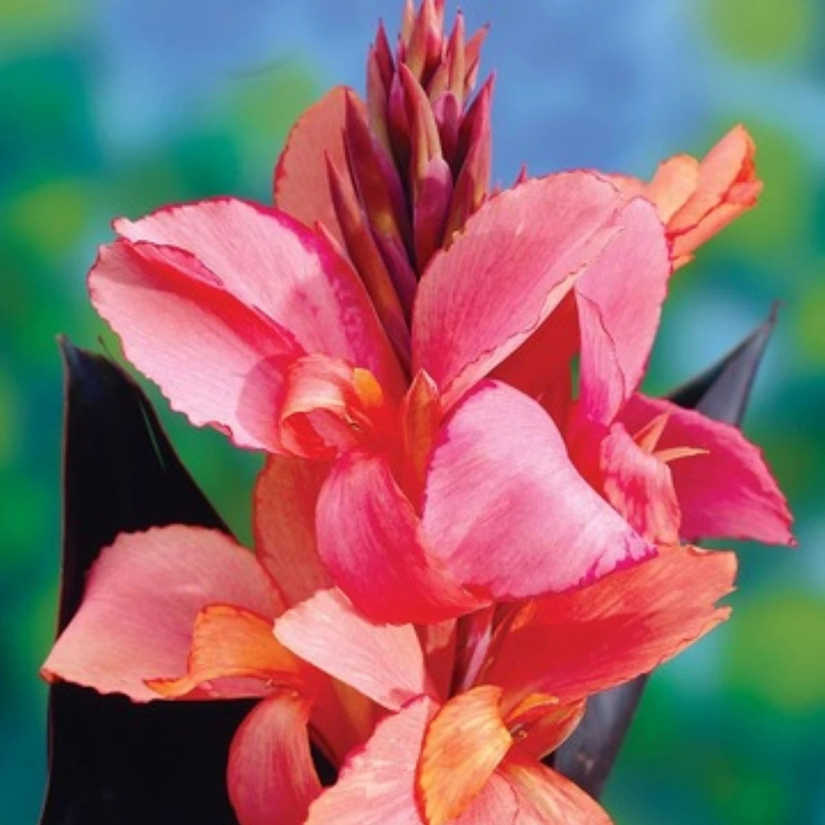 Dosna Champion - Canna - hlízy dosny - 1 ks