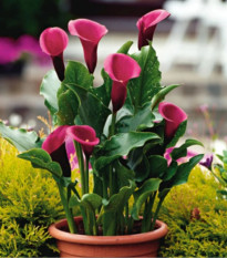 Kala Rose Queen - Zantedeschia - hlízy kaly - 1 ks