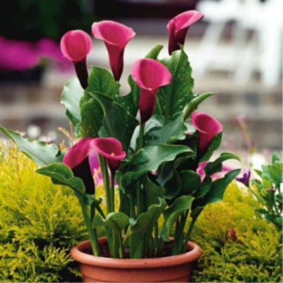 Kala Rose Queen - Zantedeschia - hlízy kaly - 1 ks