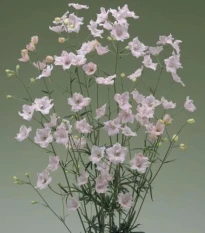 Stračka Jennys Pearl F1 Pink - Delphinium grandiflorum - osivo stračky - 10 ks