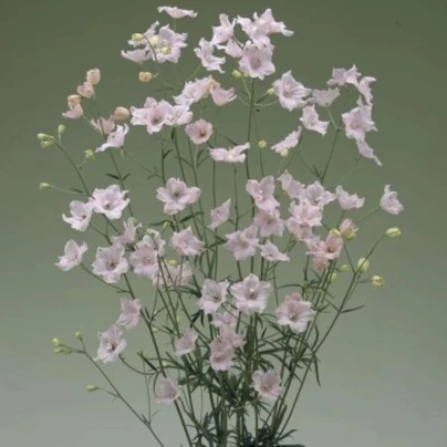 Stračka Jennys Pearl F1 Pink - Delphinium grandiflorum - osivo stračky - 10 ks