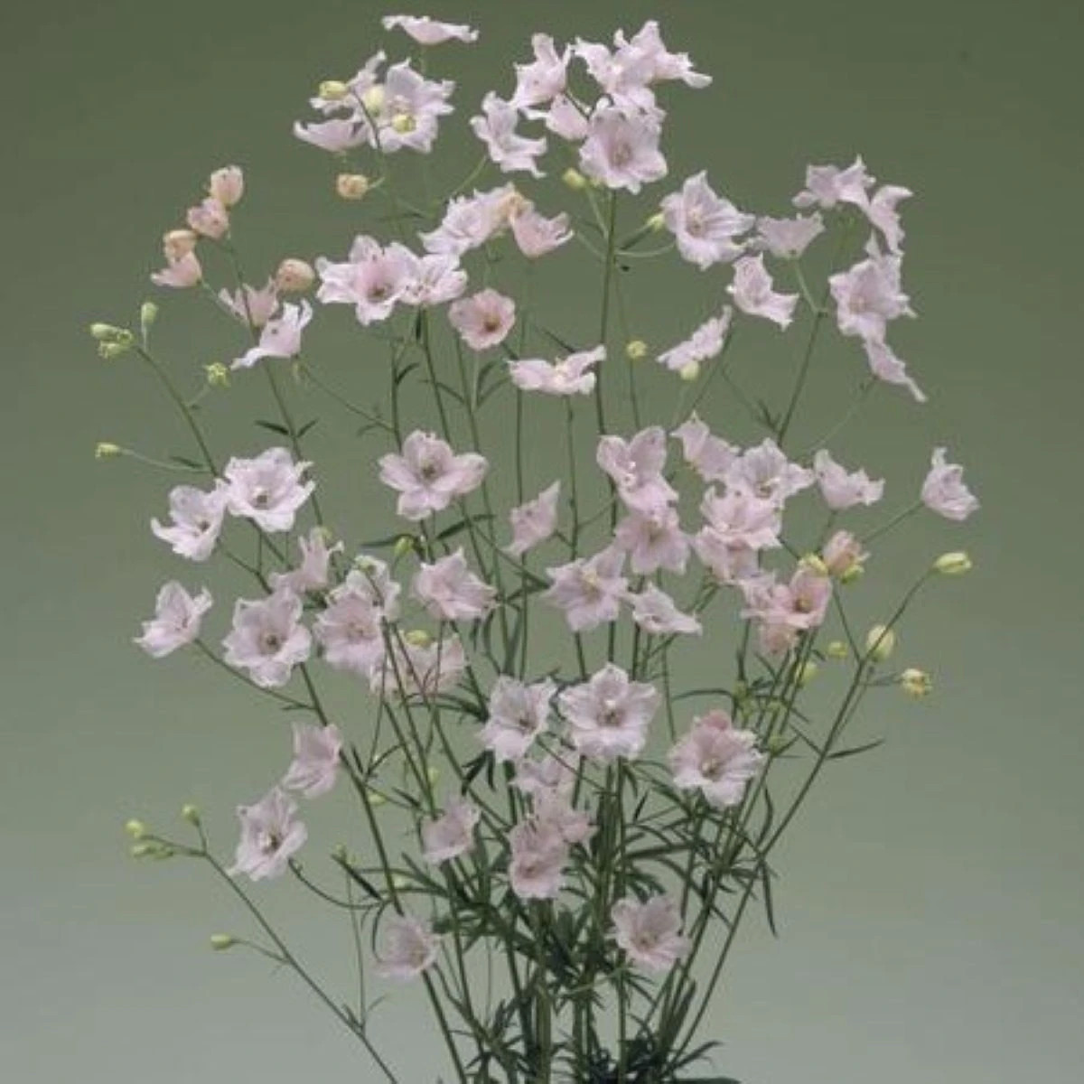 Stračka Jennys Pearl F1 Pink - Delphinium grandiflorum - osivo stračky - 10 ks