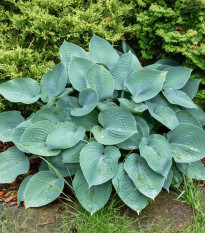 Bohyška - Hosta Blue Angel - hlízy hosty - 1 ks