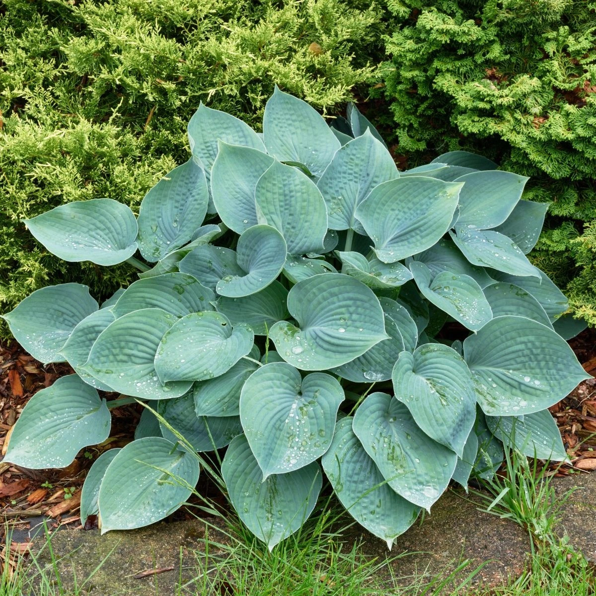 Bohyška - Hosta Blue Angel - hlízy hosty - 1 ks