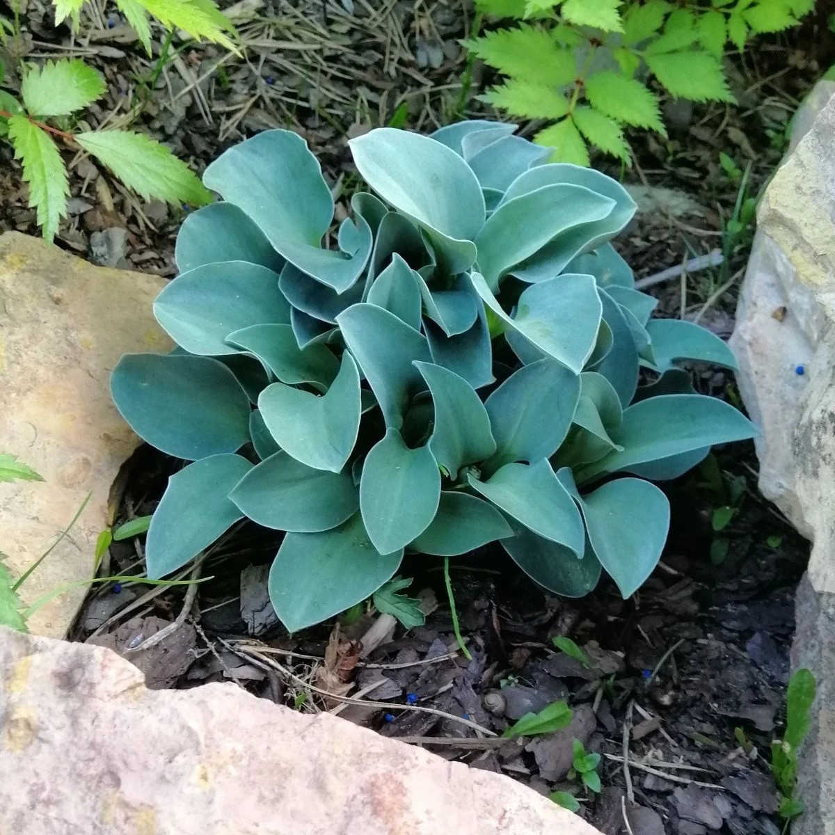 Bohyška - Hosta Mouse Ears - hlízy hosty - 1 ks