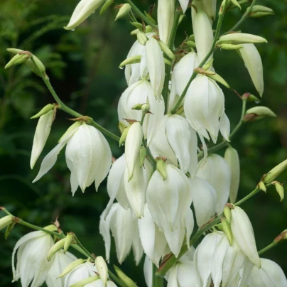 Juka vláknitá - Yucca filamentosa - hlíza juky - 1 ks