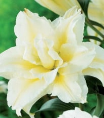 Lilie plnokvětá Roselily Sita - Lilium - cibule lilií - 1 ks