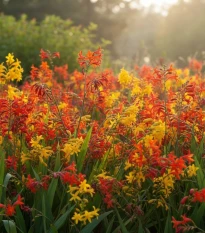 Směs montbrécií - Crocosmia mix - hlízy montbrécie - 20 ks