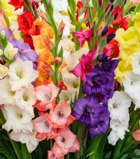 Směs gladiol - Gladiolus mix - hlízy mečíku - 15 ks