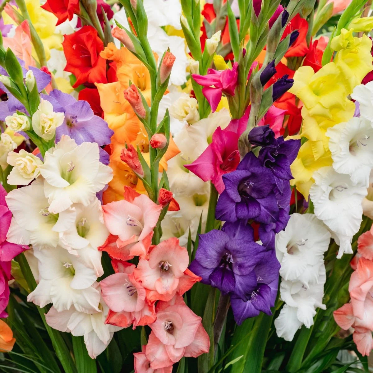 Směs gladiol - Gladiolus mix - hlízy mečíku - 15 ks