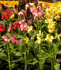 Směs dosen - Canna mix - hlízy dosny - 5 ks