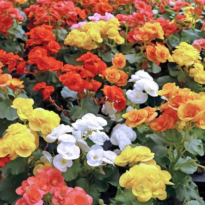 Směs begónií - Begonia mix - hlízy begonie - 10 ks