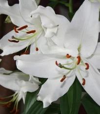 Lilie Casablanca- Lilium - cibule lilií - 1 ks