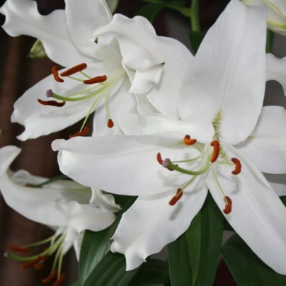 Lilie Casablanca- Lilium - cibule lilií - 1 ks