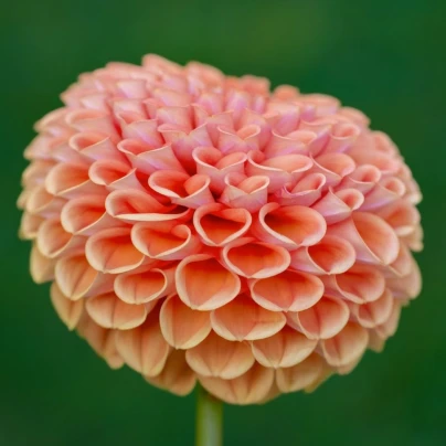 Jiřinka Nathalie G - Dahlia - hlízy jiřinek - 1 ks