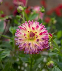 Jiřinka Tahiti Sunrise - Dahlia - hlízy jiřinek - 1 ks