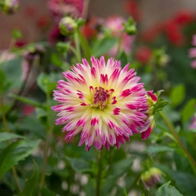 Jiřinka Tahiti Sunrise - Dahlia - hlízy jiřinek - 1 ks