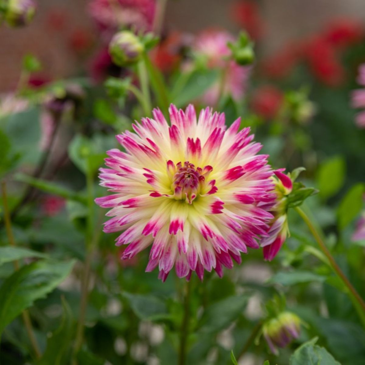 Jiřinka Tahiti Sunrise - Dahlia - hlízy jiřinek - 1 ks