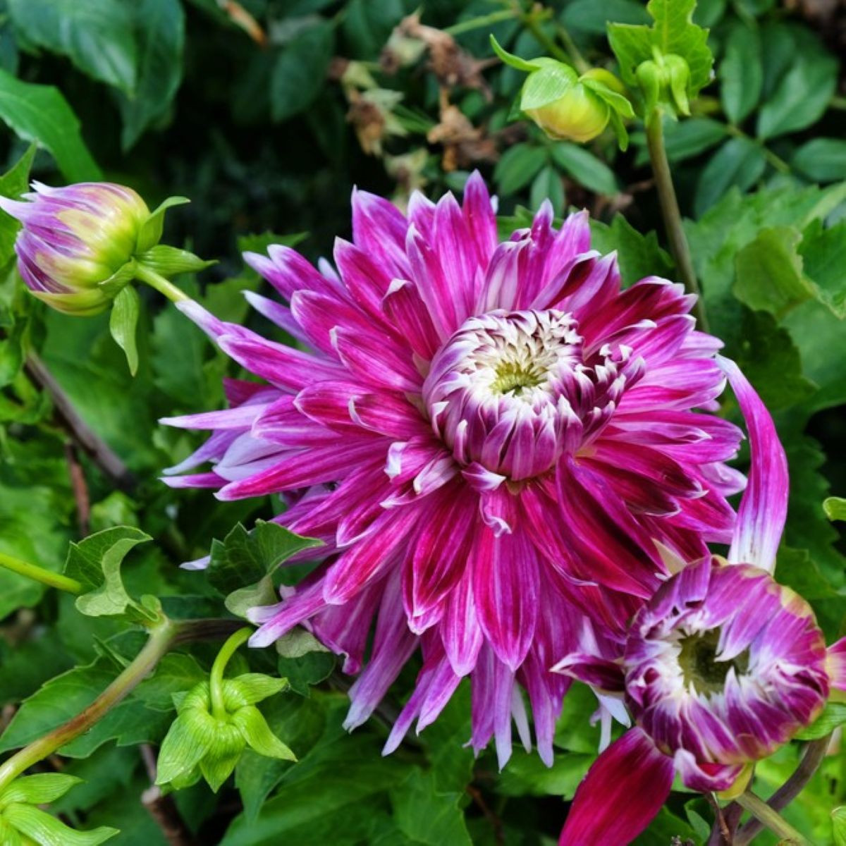 Jiřinka Vancouver - Dahlia - hlízy jiřinek - 1 ks