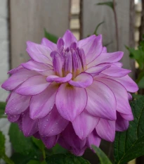 Jiřinka Seduction - Dahlia - hlízy jiřinek - 1 ks