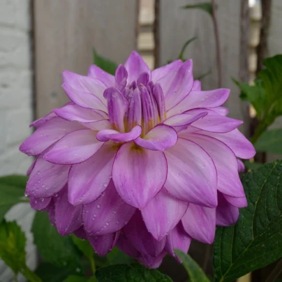 Jiřinka Seduction - Dahlia - hlízy jiřinek - 1 ks