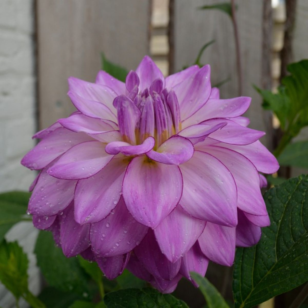 Jiřinka Seduction - Dahlia - hlízy jiřinek - 1 ks