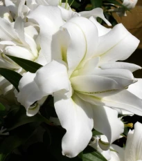 Lilie plnokvětá Roselily Sita - Lilium - cibule lilií - 1 ks