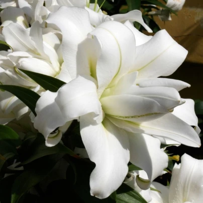 Lilie plnokvětá Roselily Sita - Lilium - cibule lilií - 1 ks