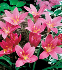 Dešťová lilie růžová - Zephyrantes candida - cibulky lilie - 3 ks