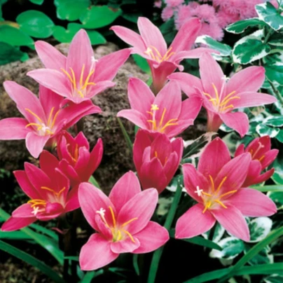 Dešťová lilie růžová - Zephyrantes candida - cibulky lilie - 3 ks