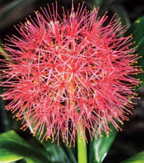 Krvokvět - Scadoxus multiflorus - cibulky krvokvětu - 1 ks