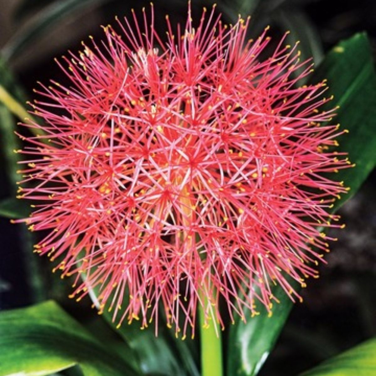 Krvokvět - Scadoxus multiflorus - cibulky krvokvětu - 1 ks