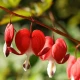 Srdcovka nádherná Valentine - Dicentra spectabilis - hlízy srdcovky - 1 ks