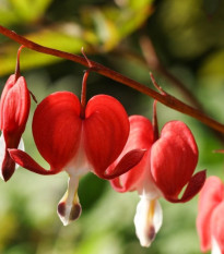 Srdcovka nádherná Valentine - Dicentra spectabilis - hlízy srdcovky - 1 ks