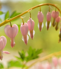 Srdcovka nádherná Cupid - Dicentra spectabilis - hlízy srdcovky - 1 ks