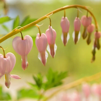 Srdcovka nádherná Cupid - Dicentra spectabilis - hlízy srdcovky - 1 ks