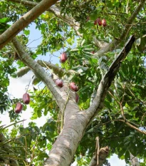 Okurka muškátová - Casabanan - Sicana odorifera - osivo muškátové okurky - 6 ks