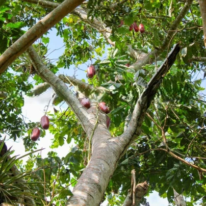 Okurka muškátová - Casabanan - Sicana odorifera - osivo muškátové okurky - 6 ks