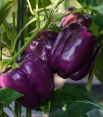 Paprika Beluga Lilac F1 - Capsicum annuum - osivo papriky - 6 ks