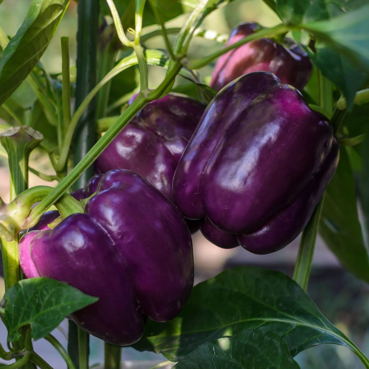 Paprika Beluga Lilac F1 - Capsicum annuum - osivo papriky - 6 ks
