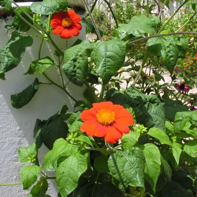 Titónie okrouhlolistá Fiesta Del Sol - Tithonia rotundifolia - osivo titónie - 60 ks