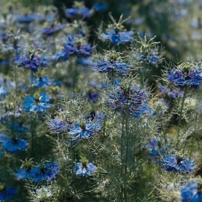 Černucha damašská Miss Jekyll Dark Blue - Nigella damascena - osivo černuchy - 200 ks