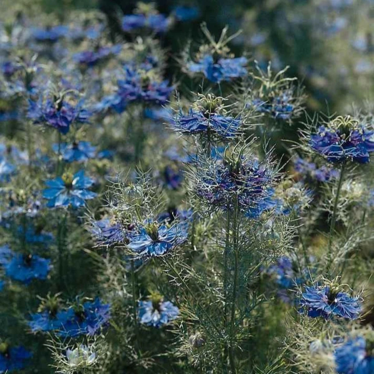 Černucha damašská Miss Jekyll Dark Blue - Nigella damascena - osivo černuchy - 200 ks
