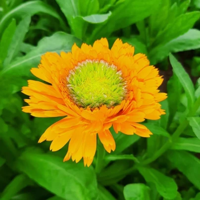 Měsíček lékařský Greenheart Orange - Calendula officinalis - osivo měsíčku - 30 ks