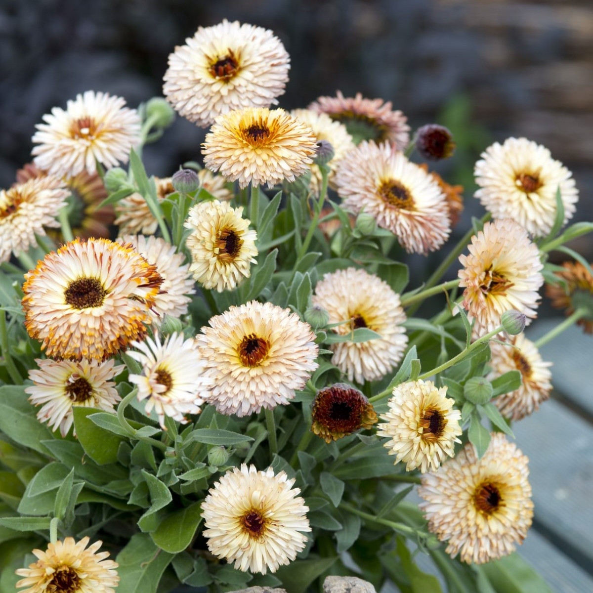 Měsíček lékařský Pygmy Buff - Calendula officinalis - osivo měsíčku - 30 ks