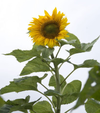Slunečnice Mongolian Giant - Helianthus annuus - osivo slunečnice - 15 ks